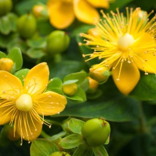 St. John’s Wort